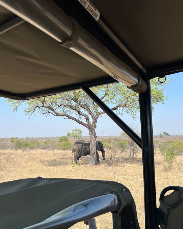 Happy place 🐘 

Anyone else feel like time is flying by 🧐 can’t believe that our Kruger trip was already 5 months ago! 

Cannot wait to go back, but there’s also so many other destinations on our minds 🤩🙀 

Where are we off two next? 💭 

#travel #traveltwins #offtwowander #wandering #explore #capetown #offtwowanderthekrugernationalpark